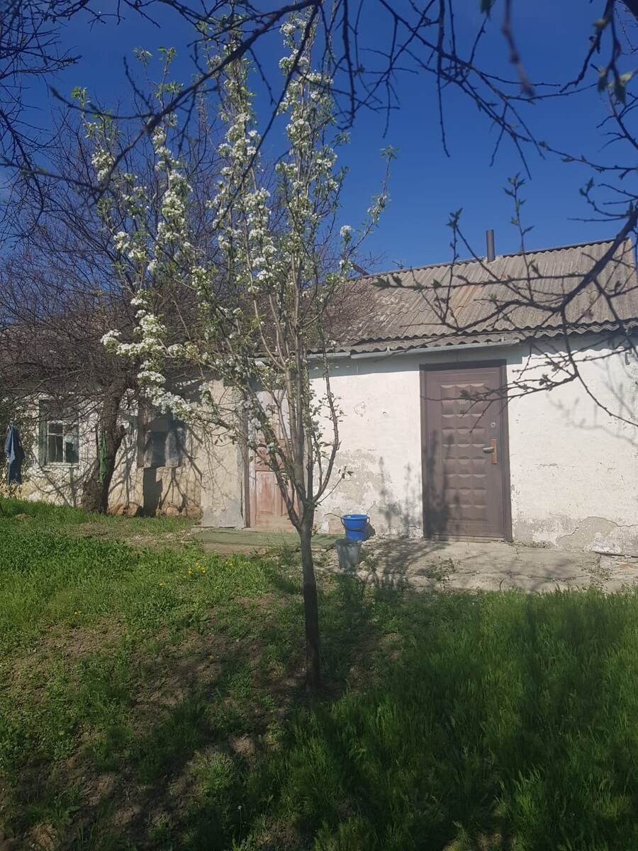 Старый дом и молодое дерево. Из личных фото автора Лидии Шатиловой