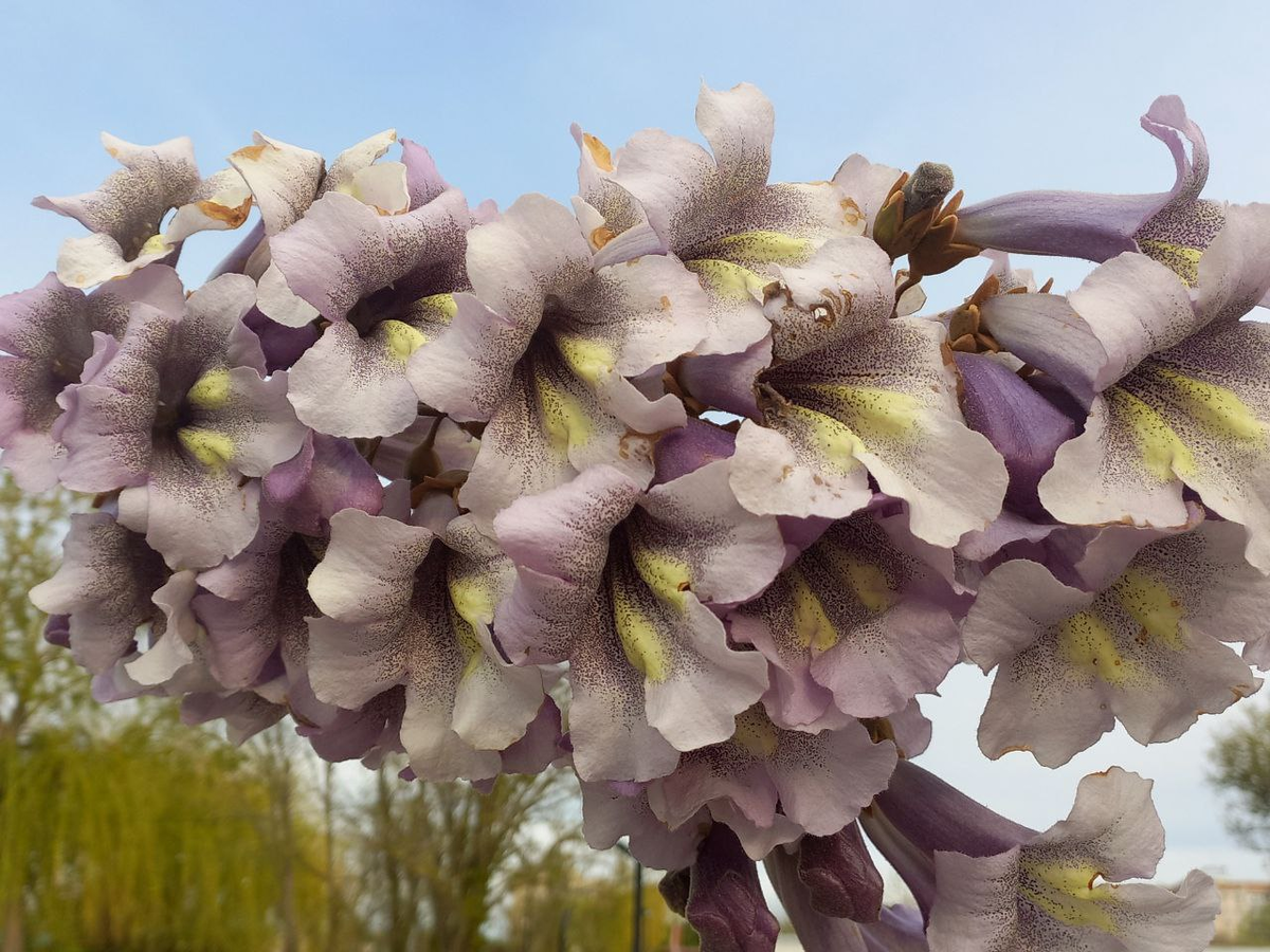 Соцветия Павловнии