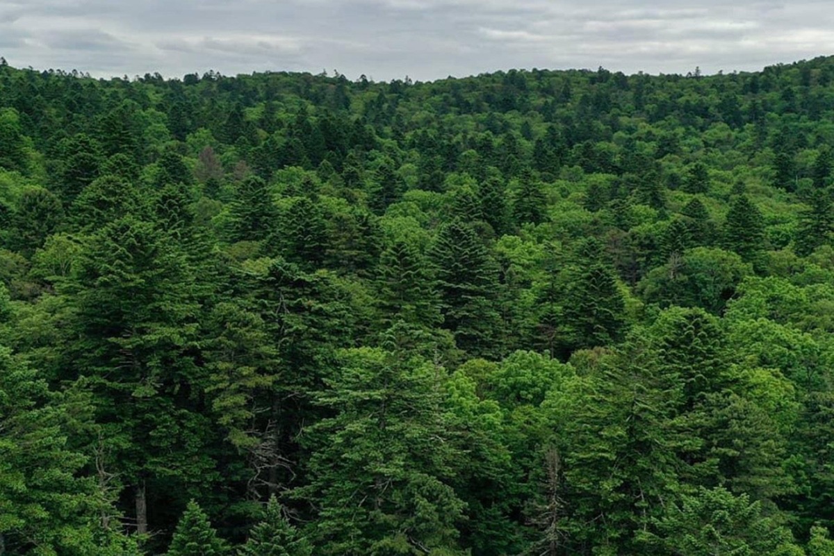    Лесная растительность играет определяющую роль в глобальном углеродном цикле