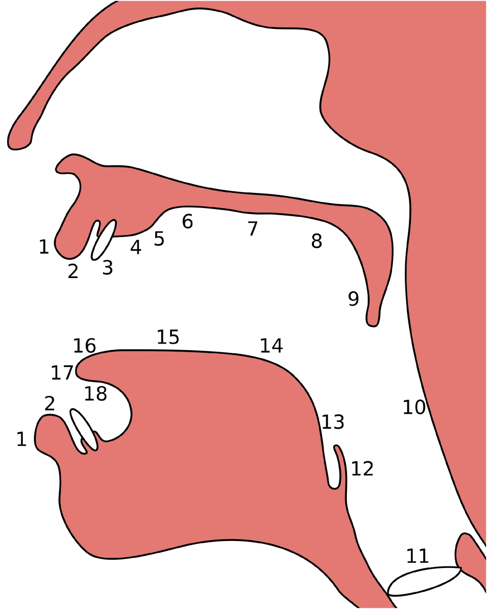 На картинке показаны места образования разных звуков: для звонкого велярного спиранта ღ — число 8, для глухого увулярного взрывного согласного ყ — 9. 