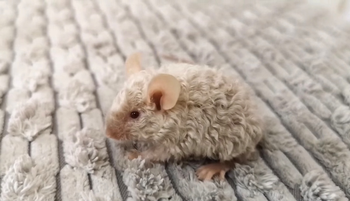 Кудрявая мышь