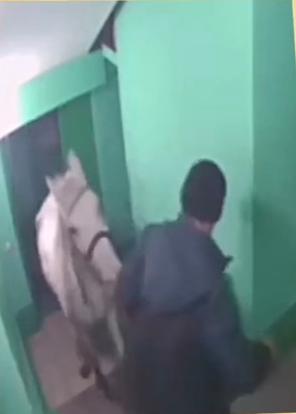 Лошадь в подъезде)