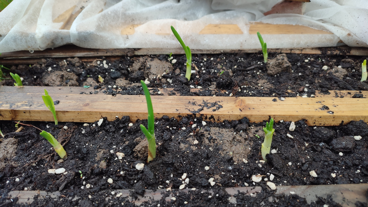 Этот  лук стоит стеной))) 