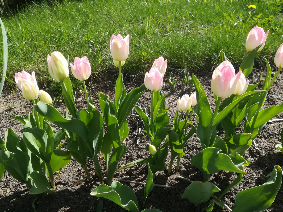 Тюльпаны в нашем дворе