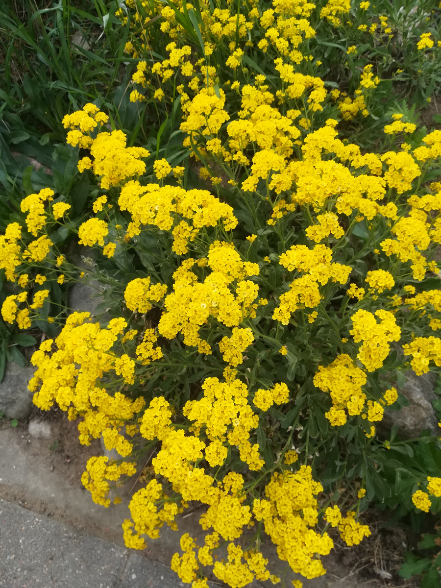 Златоцветка скальная