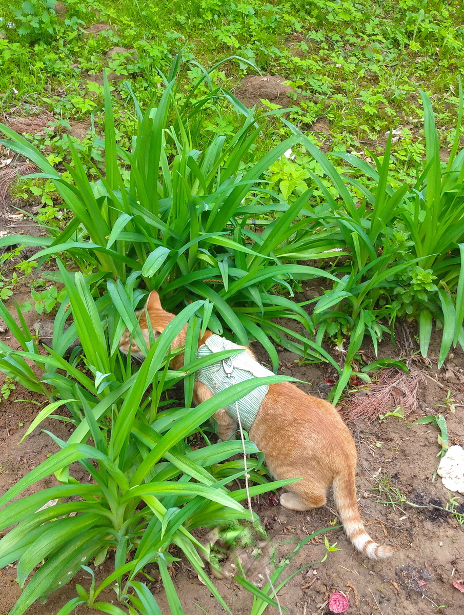 личное  фото