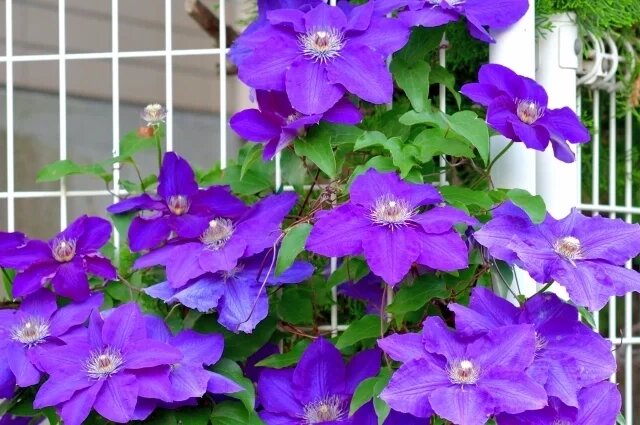    Какой самый популярный сорт клематисов?