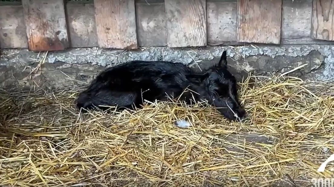     Источник: Челябинский зоопарк