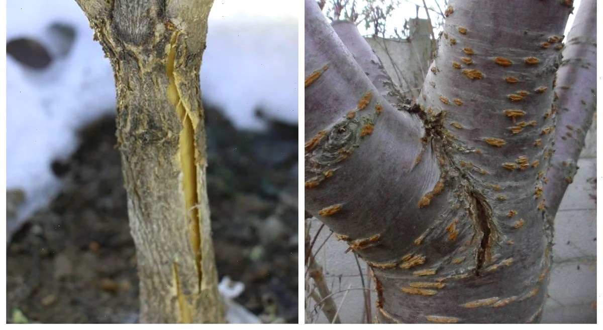 Рис. 1 Повреждения коры.