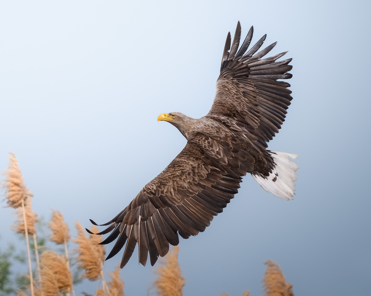 Красавец орлан-белохвост - символ раскатов 