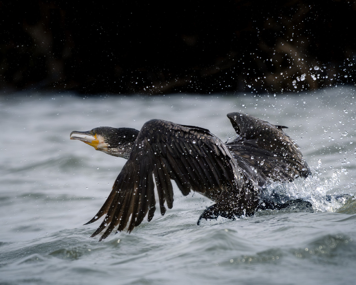 Тщетная попытка взлететь - а всё потому что "Кто-то слишком много ест!»