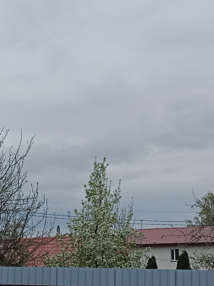 соседская яблоня