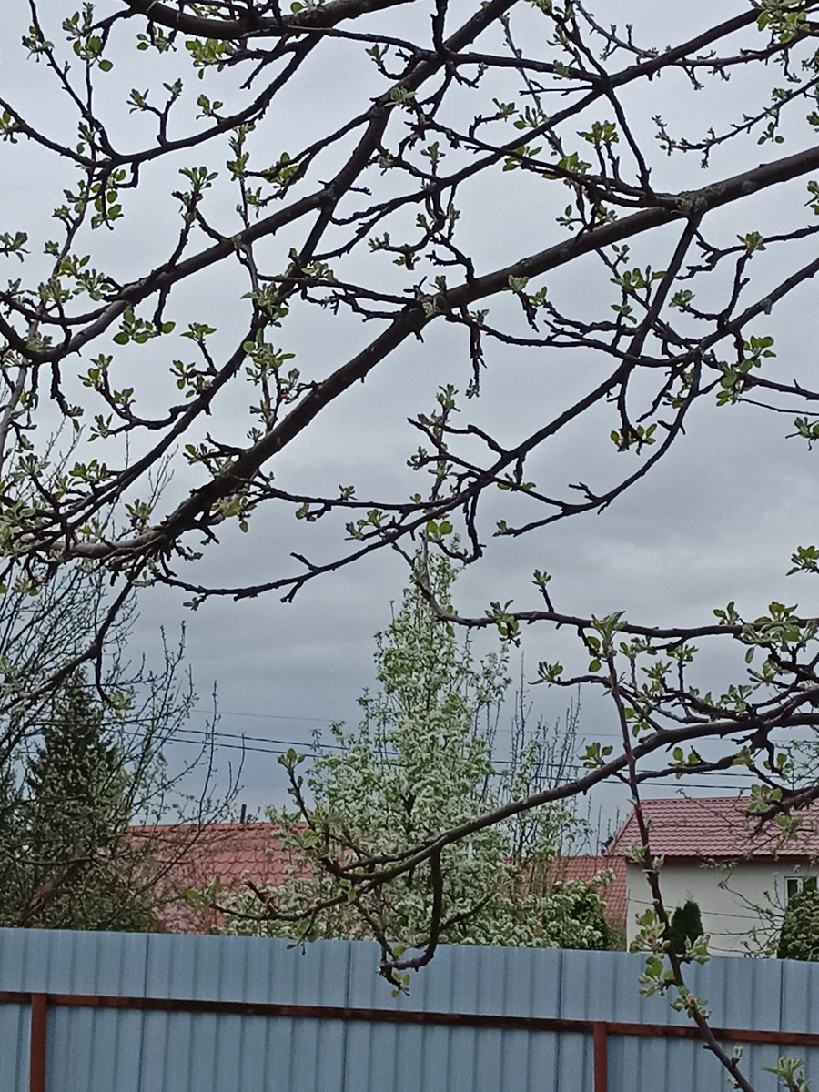 и наша в сравнении