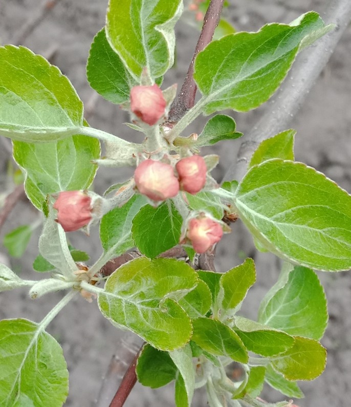 только -только зацветает