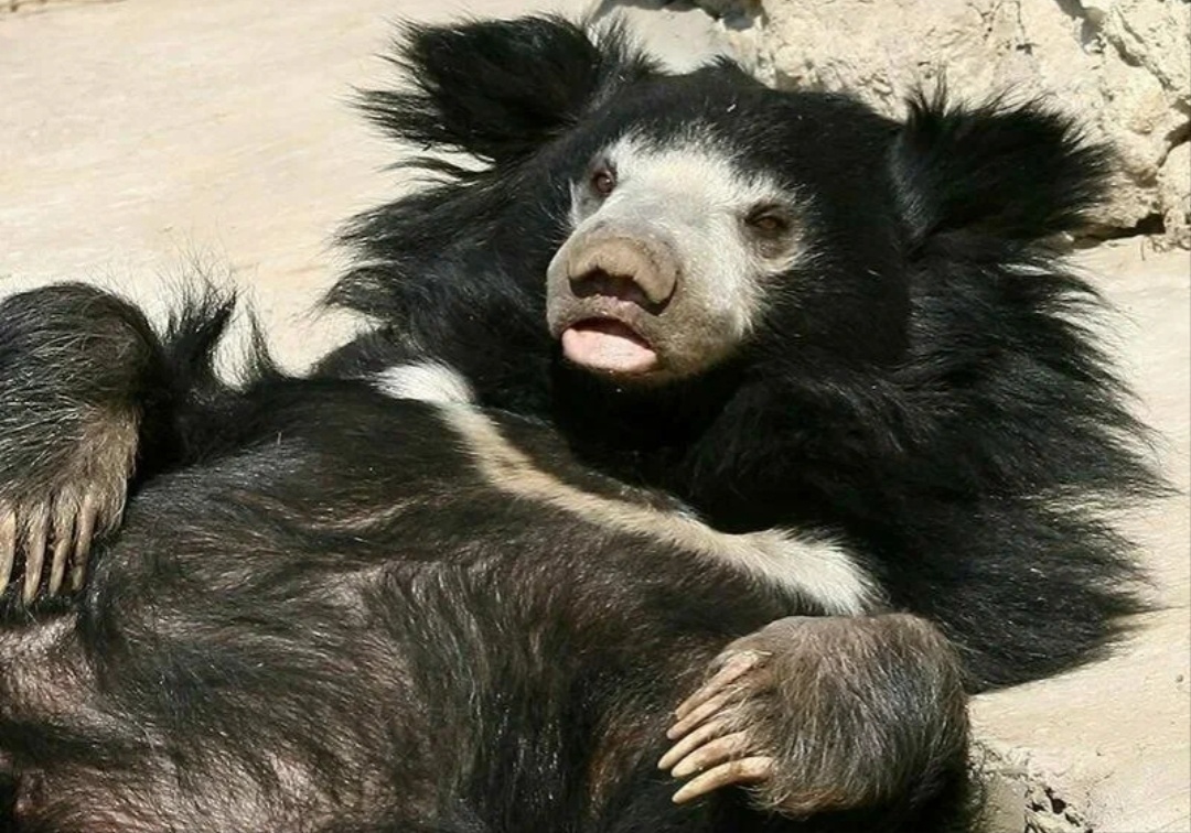 Каждый человек после январских праздников.