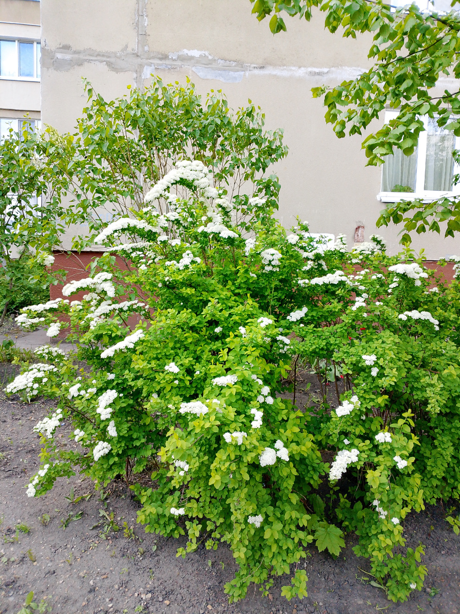 Куст, заставивший меня поторопиться с шитьём))) 