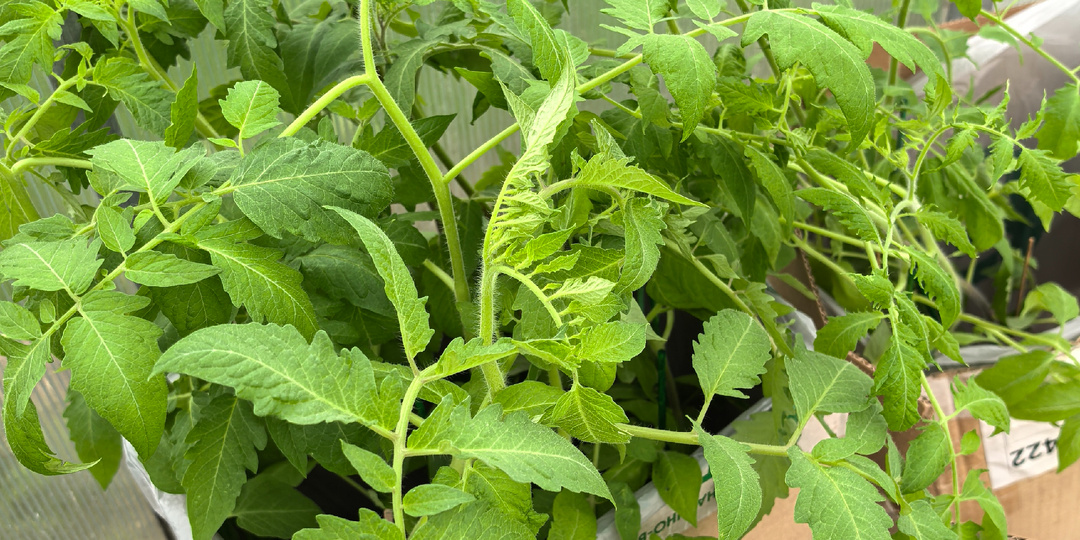 Высаживаю томаты, что положу в лунку?