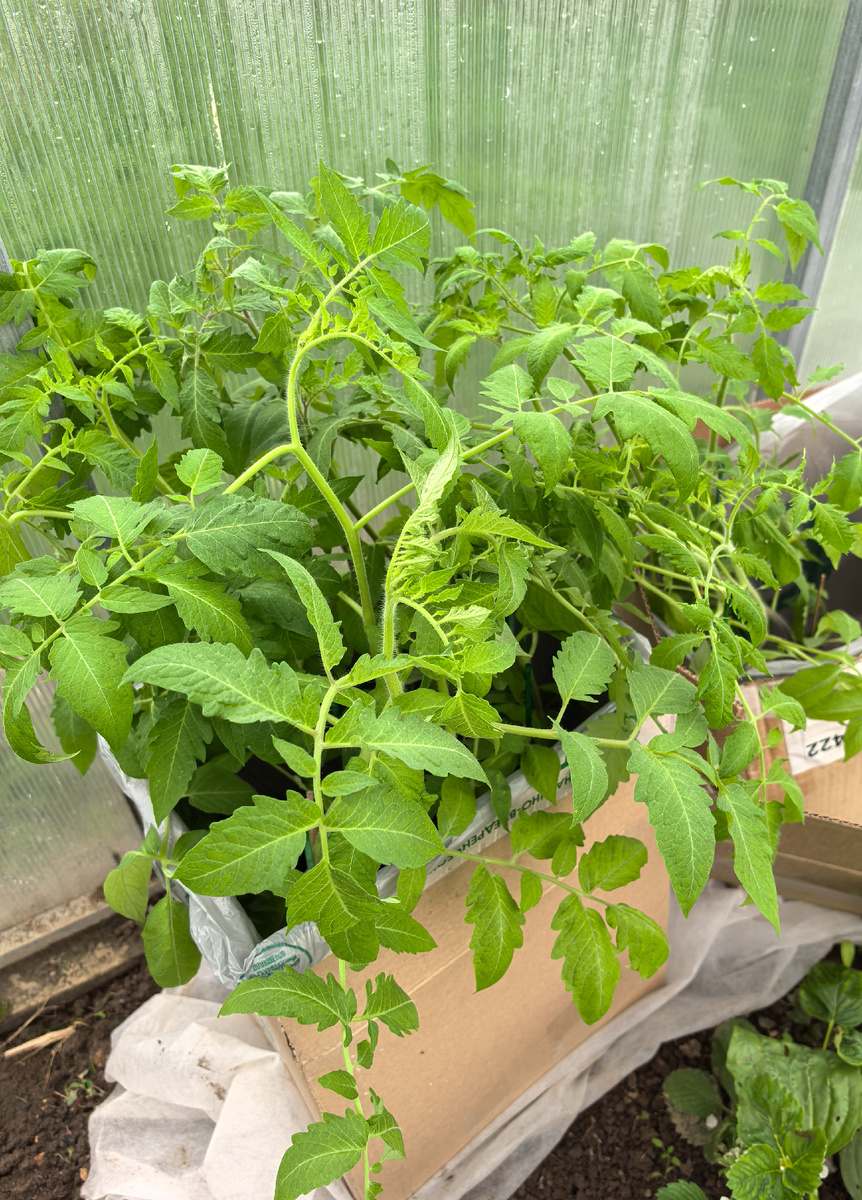 Привезла часть рассады из дома