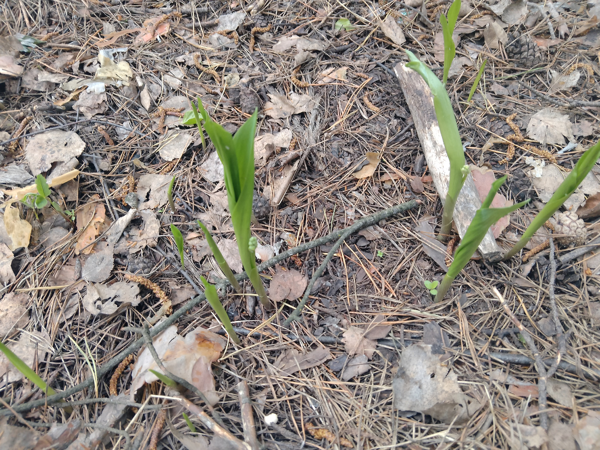 Фото  автора