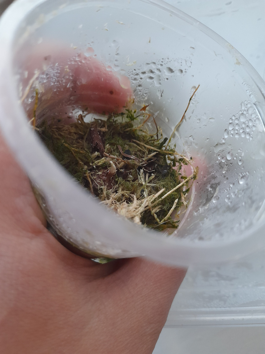 мой клубень