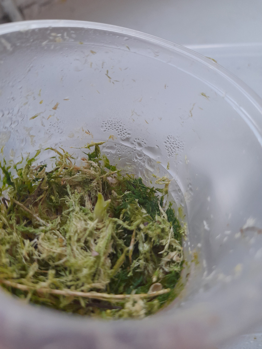 а это купленный