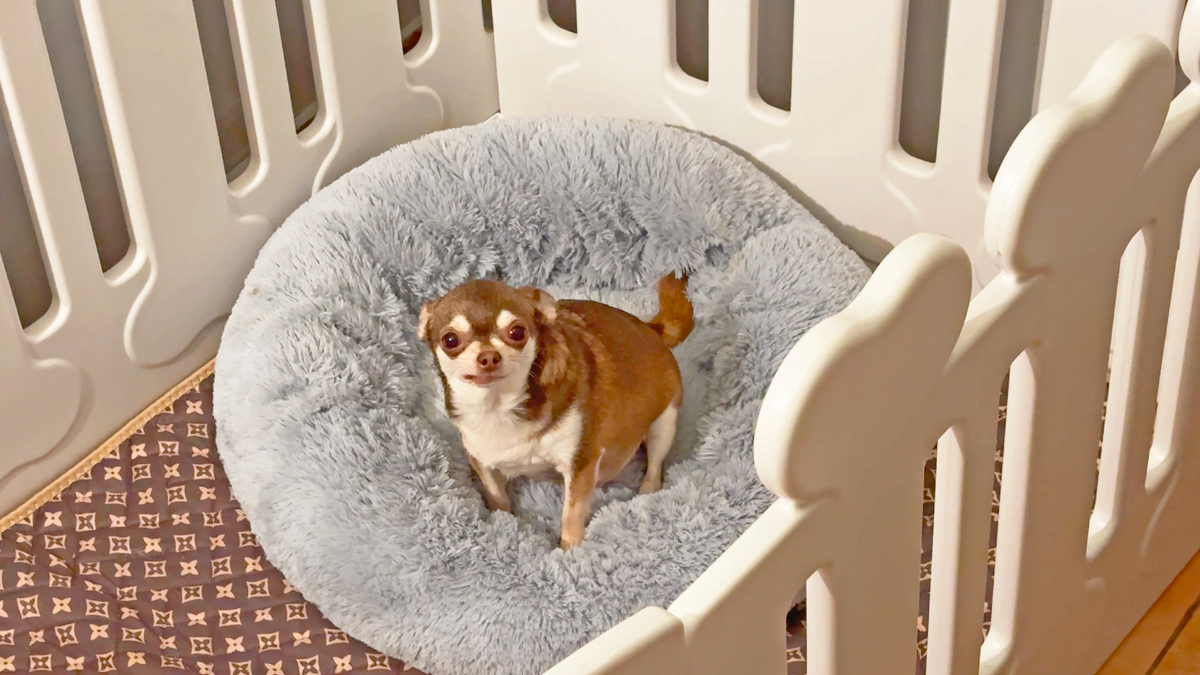 Чихуахуа Хася сдит на своем лежаке и смотрит на меня