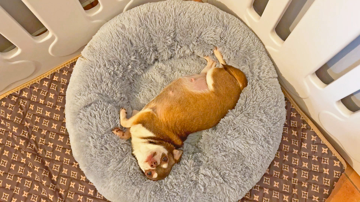 Чихуахуа разлеглась в лежаке и отдыхает