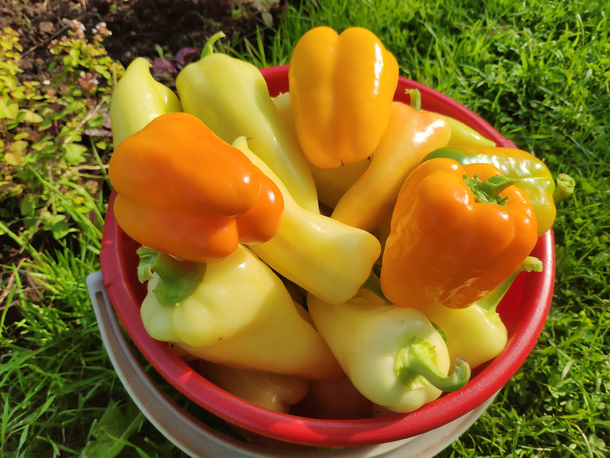 Мой урожай перцев 2024 год, фото автора