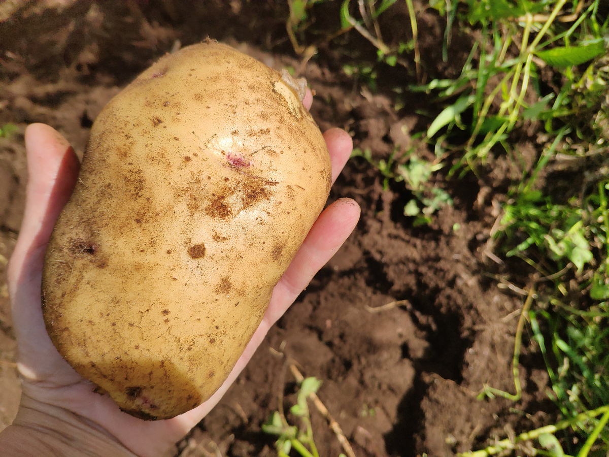 Картошка размером с ладонь, фото автора