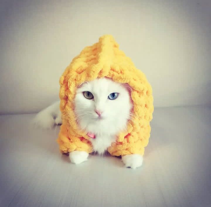 Когда твоя котомать любит вязать...