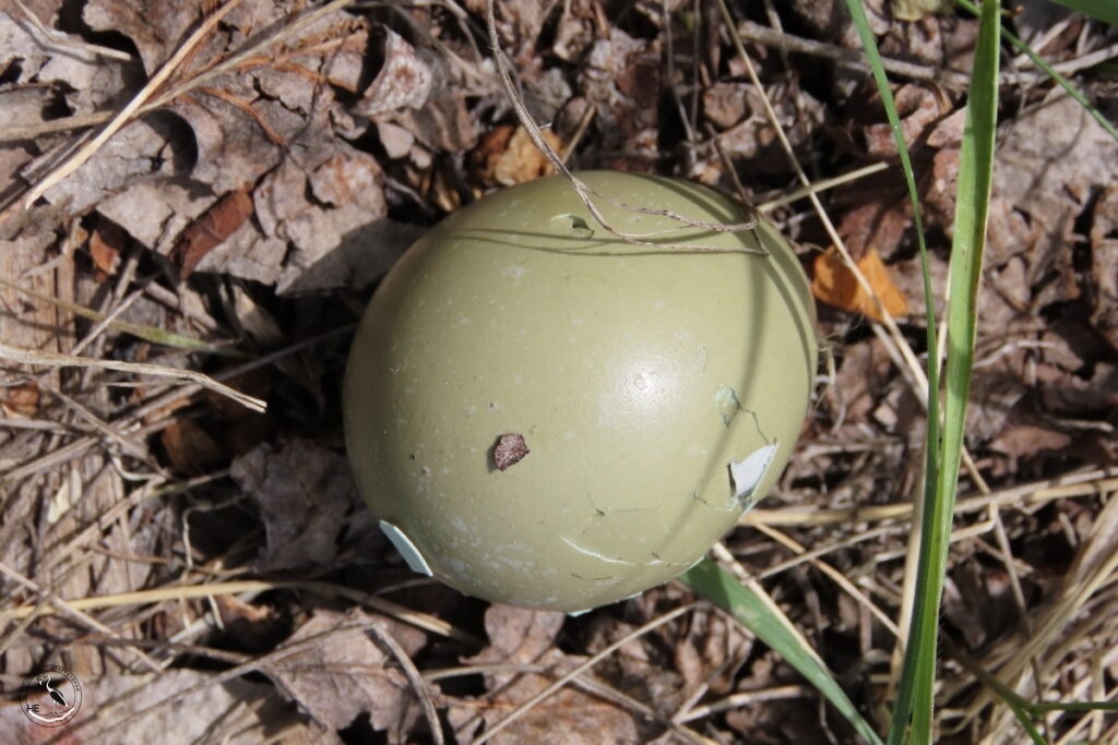    Яйцо фазана со след.зубов енотки. 02.05.25 Анна Власова