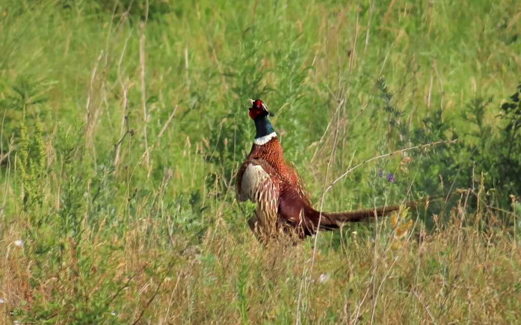    Фазан, 13.06.24. Ростовская область, северо-запад. Анна Власова