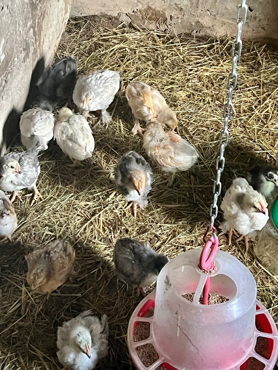 Будущие несушки подрастают