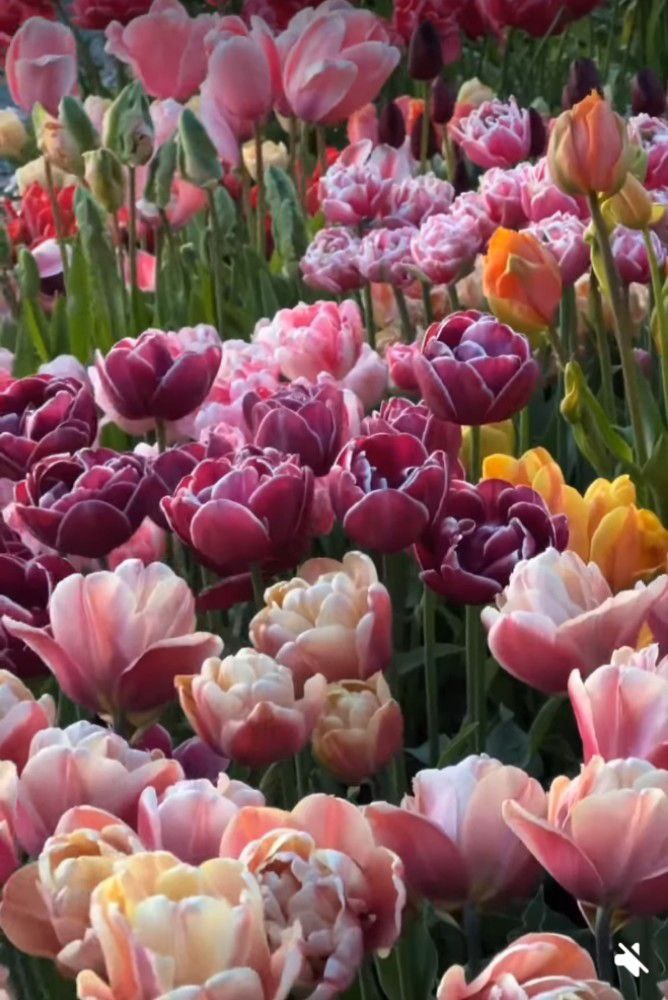 скрин с видео