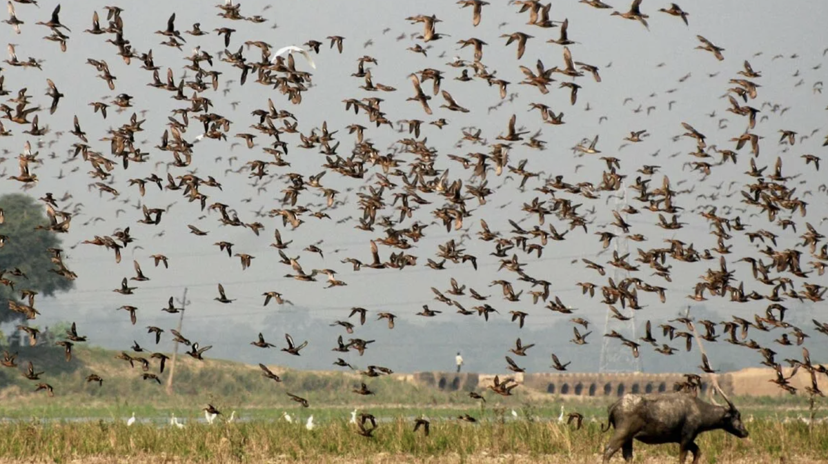 Долина падающих птиц