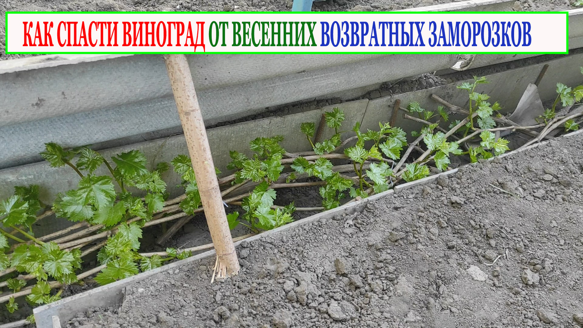 4 мая 2025 года. Виноград в подземном воздушном канале.