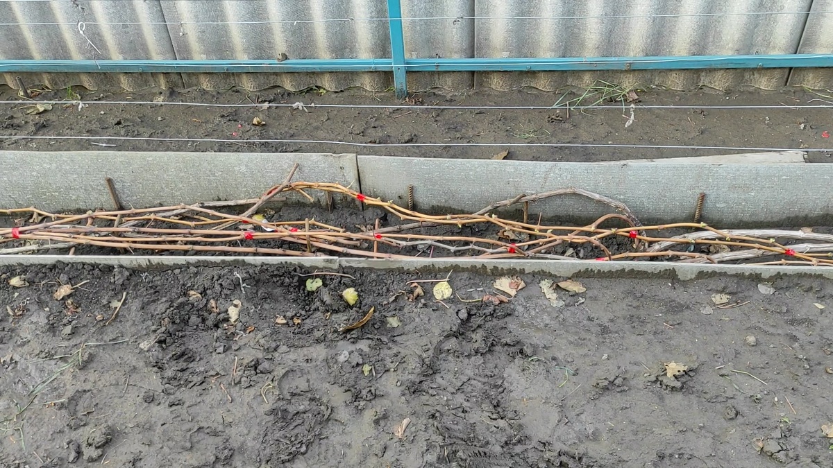 Осенью после обезки лозы укладываю на дно канала.