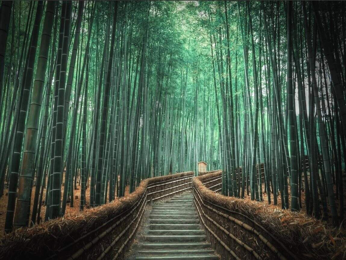 Лощина черного бамбука. Источник: Яндекс картинки