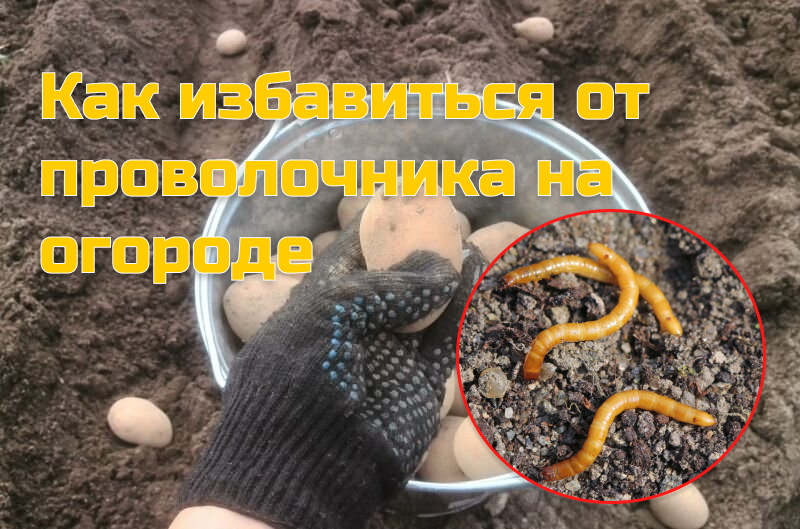 Что насыпать в лунку при посадке картофеля, чтобы избавиться от проволочника на огороде