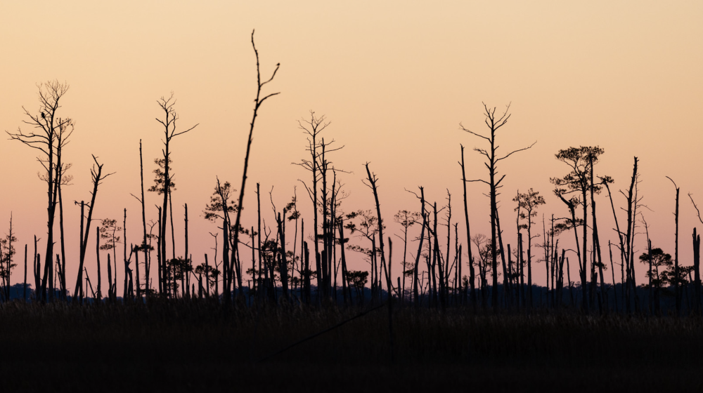    Призрачные леса захватывают побережья из-за подъема уровня моря