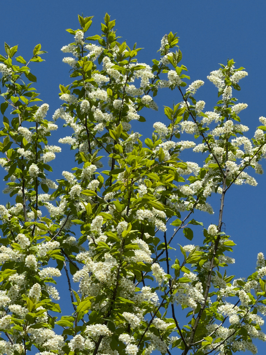 фото Сад в стиле Paradise ®