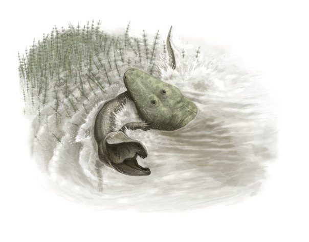 А вот эта гаряиния уже сама стала обедом для капитозаврида паротозуха.