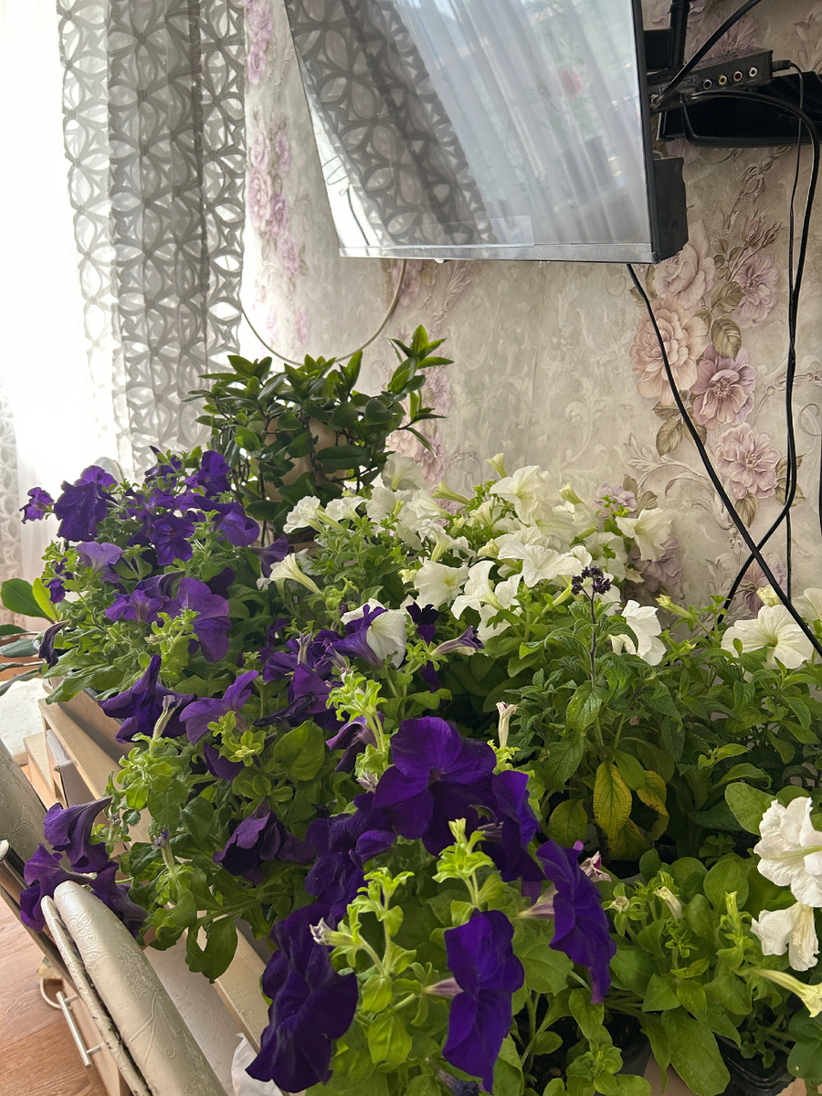 Петуньи пока в доме