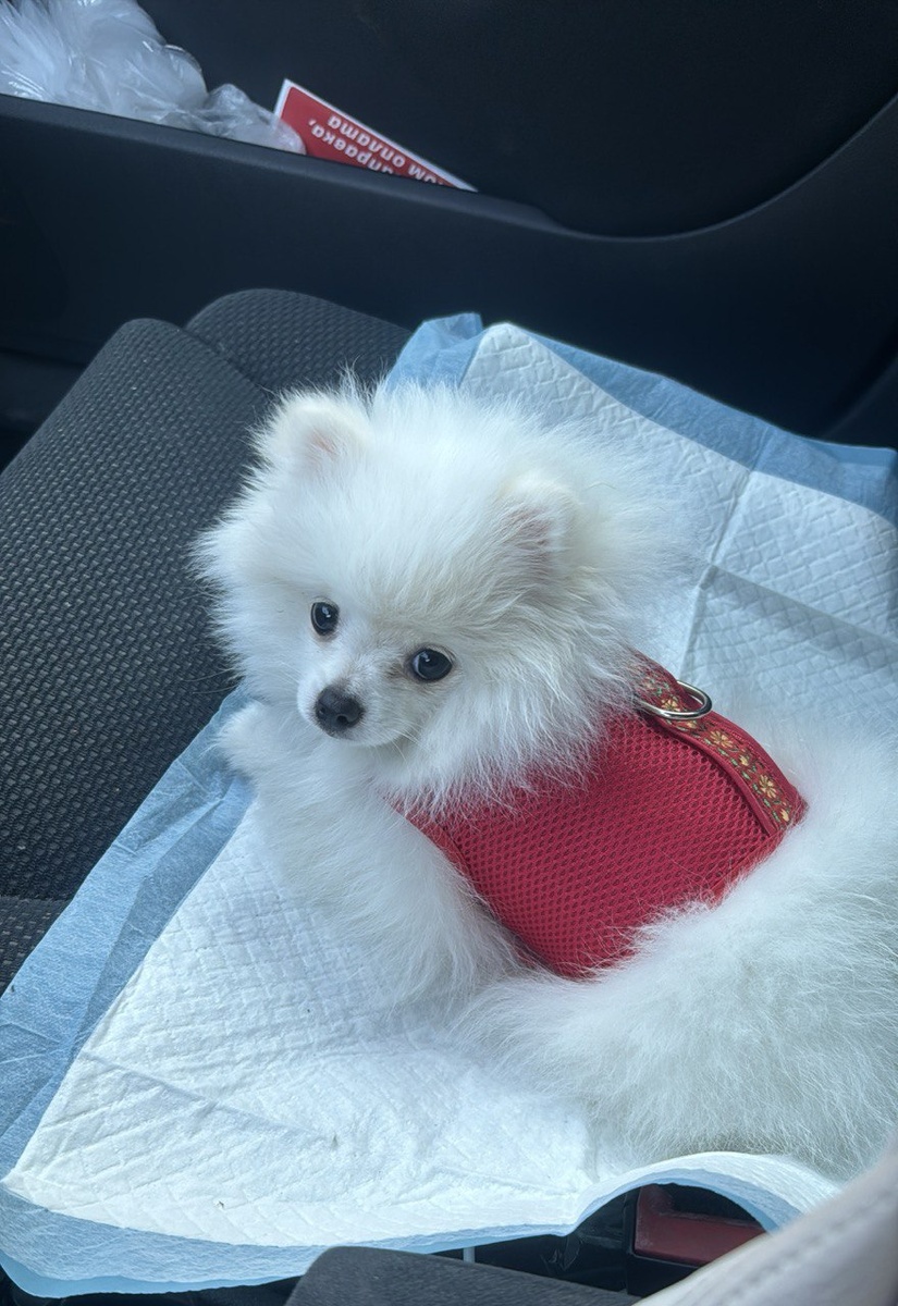 Татошка опытный штурмон