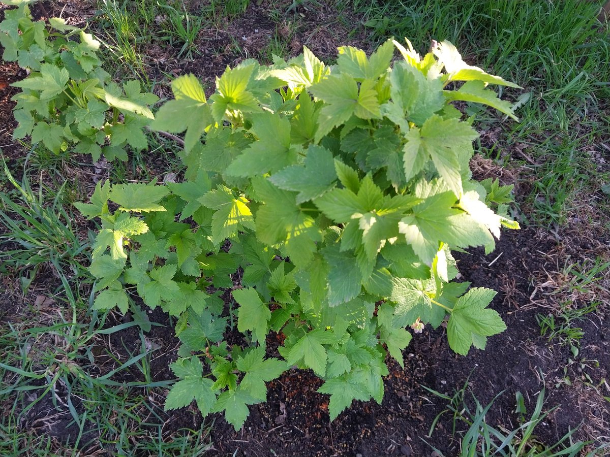 Малышка-смородина, на которой была замечена первая тля.