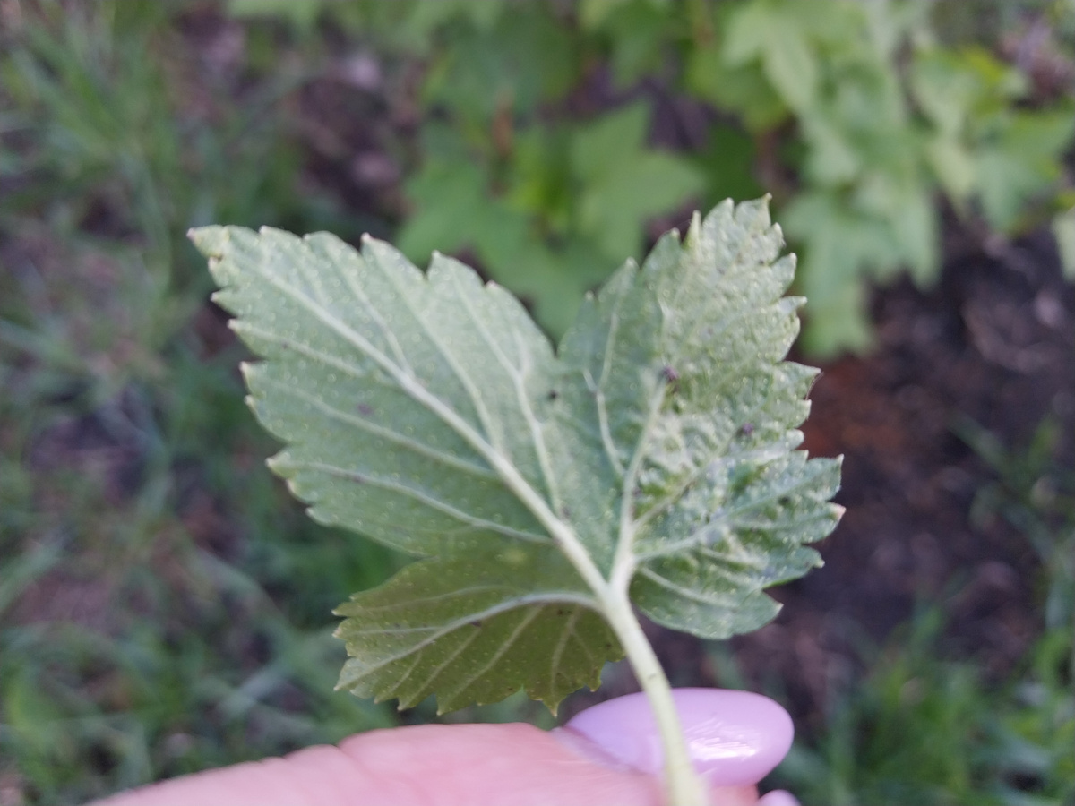 Тлю не видно, но зато её работа хорошо видна.