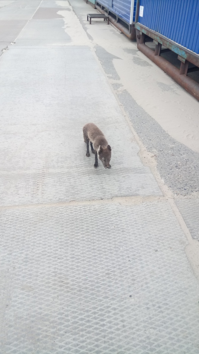 Писец летом