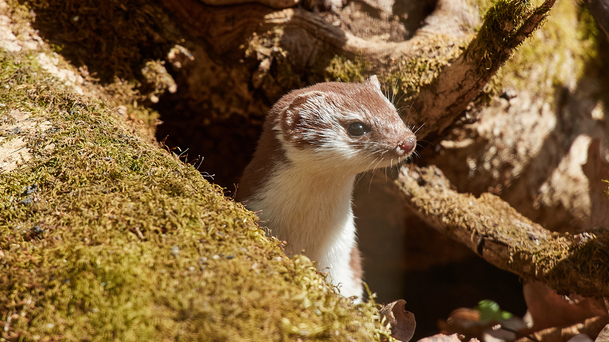 Ласка высматривает добычу