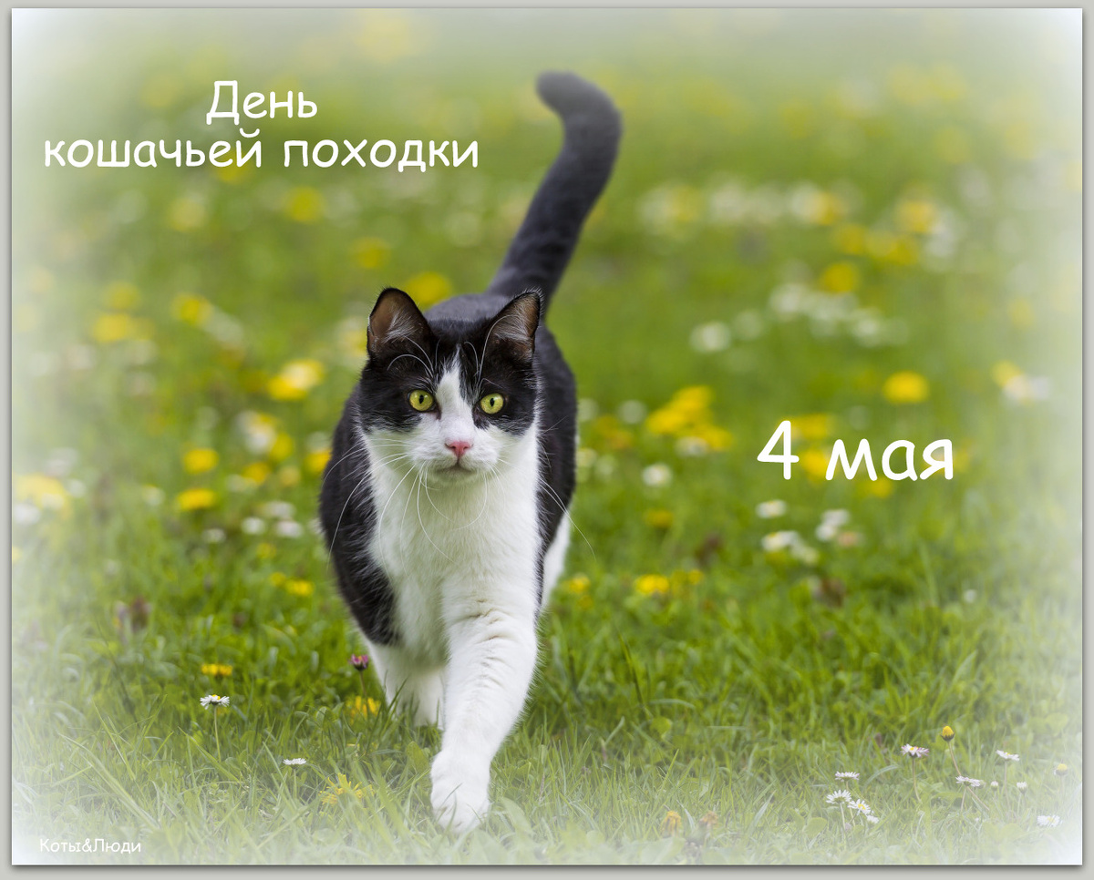 Коллаж автора. Использовано фото: https://www.goodfon.com/cats/wallpaper-download-1280x1024-koshka-kot-trava-leto.html