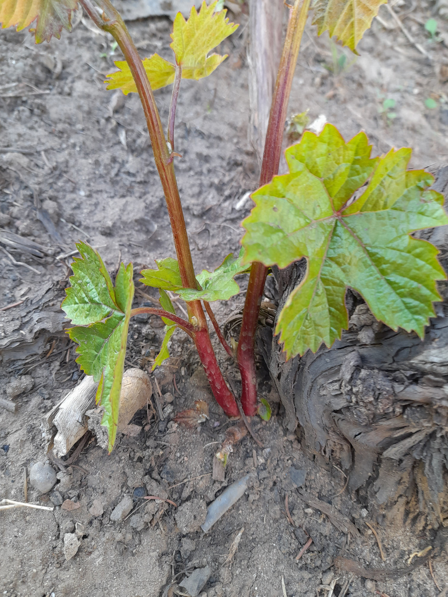 Порослевые побеги на сорте Красень.Уже видно , что они бесплодны.